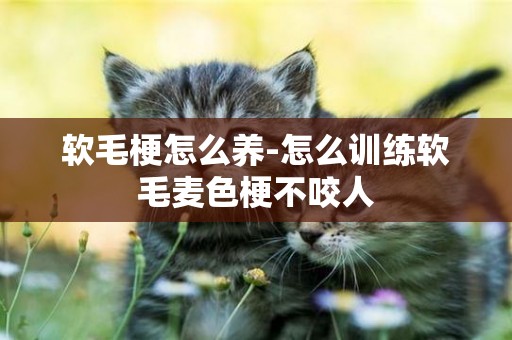軟毛梗怎么養-怎么訓練軟毛麥色梗不咬人
