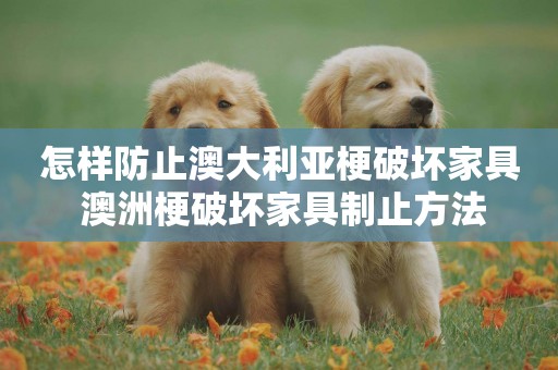 怎樣防止澳大利亞梗破壞家具 澳洲梗破壞家具制止方法