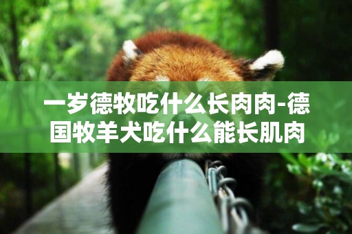 一歲德牧吃什么長肉肉-德國牧羊犬吃什么能長肌肉