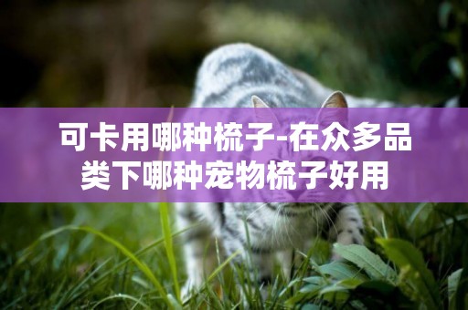 可卡用哪種梳子-在眾多品類下哪種寵物梳子好用