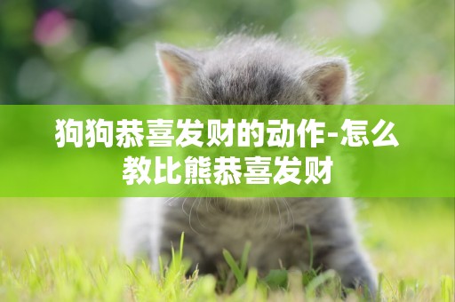 狗狗恭喜發財的動作-怎么教比熊恭喜發財