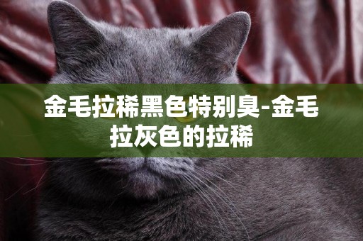 金毛拉稀黑色特別臭-金毛拉灰色的拉稀