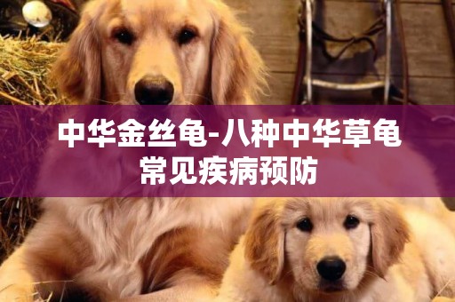 中華金絲龜-八種中華草龜常見疾病預防