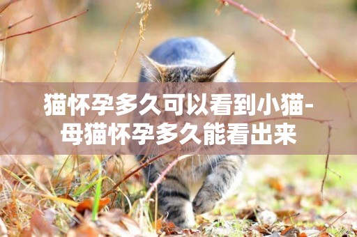 貓懷孕多久可以看到小貓-母貓懷孕多久能看出來