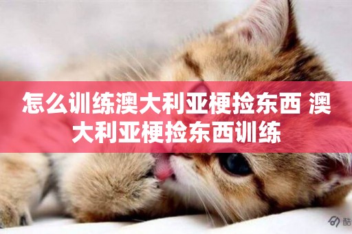 怎么訓練澳大利亞梗撿東西 澳大利亞梗撿東西訓練