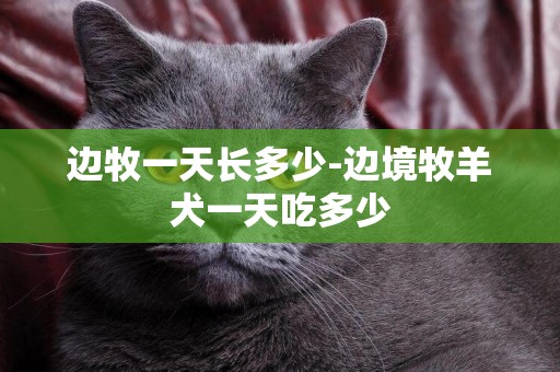 邊牧一天長多少-邊境牧羊犬一天吃多少
