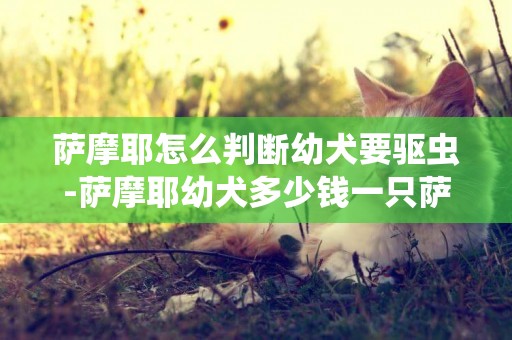 薩摩耶怎么判斷幼犬要驅蟲-薩摩耶幼犬多少錢一只薩摩耶幼犬怎么飼養