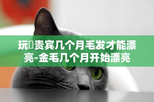 玩貝貴賓幾個月毛發才能漂亮-金毛幾個月開始漂亮