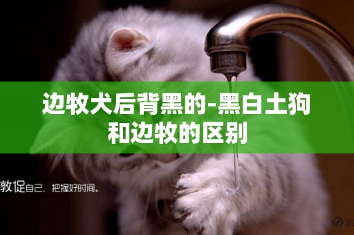 邊牧犬后背黑的-黑白土狗和邊牧的區別