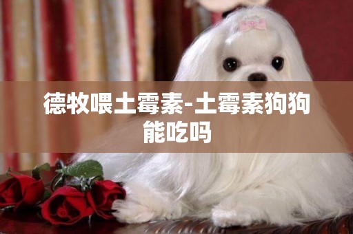 德牧喂土霉素-土霉素狗狗能吃嗎