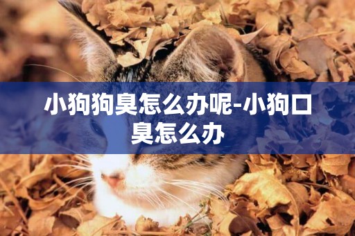 小狗狗臭怎么辦呢-小狗口臭怎么辦