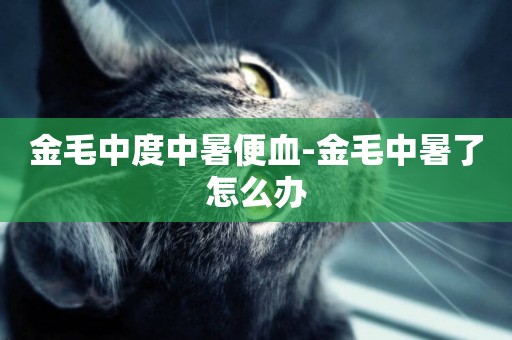 金毛中度中暑便血-金毛中暑了怎么辦