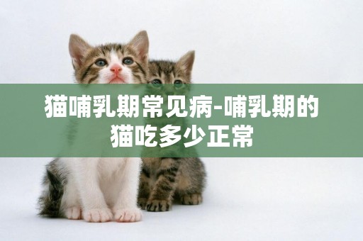 貓哺乳期常見病-哺乳期的貓吃多少正常
