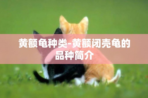 黃額龜種類-黃額閉殼龜的品種簡介