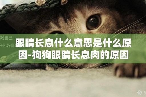 眼睛長息什么意思是什么原因-狗狗眼睛長息肉的原因