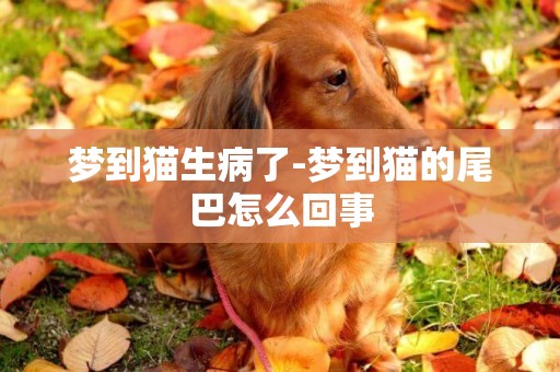 夢到貓生病了-夢到貓的尾巴怎么回事
