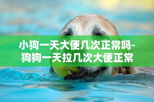 小狗一天大便幾次正常嗎-狗狗一天拉幾次大便正常