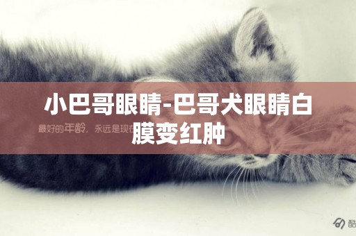 小巴哥眼睛-巴哥犬眼睛白膜變紅腫