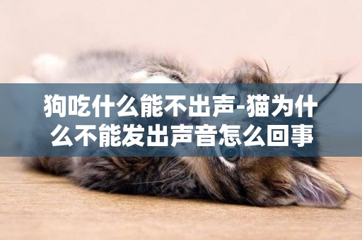 狗吃什么能不出聲-貓為什么不能發出聲音怎么回事