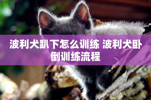 波利犬趴下怎么訓練 波利犬臥倒訓練流程
