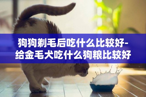 狗狗剃毛后吃什么比較好-給金毛犬吃什么狗糧比較好