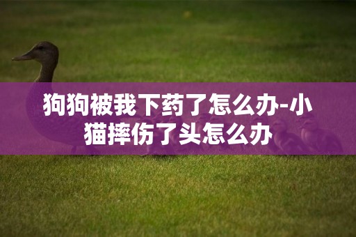 狗狗被我下藥了怎么辦-小貓摔傷了頭怎么辦
