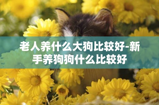 老人養什么大狗比較好-新手養狗狗什么比較好