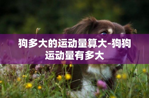 狗多大的運動量算大-狗狗運動量有多大