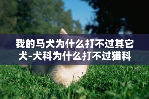 我的馬犬為什么打不過其它犬-犬科為什么打不過貓科