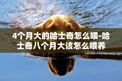 4個月大的哈士奇怎么喂-哈士奇八個月大該怎么喂養