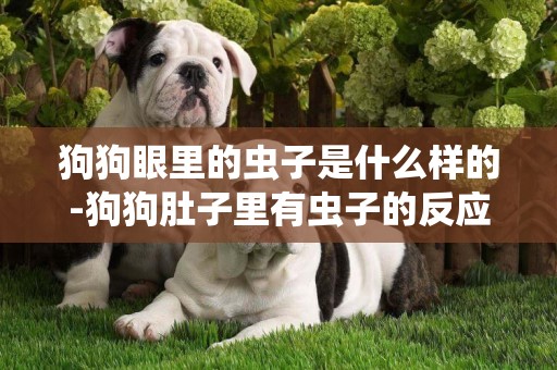 狗狗眼里的蟲子是什么樣的-狗狗肚子里有蟲子的反應是什么
