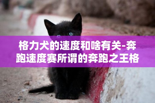 格力犬的速度和啥有關-奔跑速度賽所謂的奔跑之王格力犬