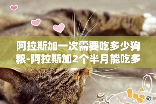 阿拉斯加一次需要吃多少狗糧-阿拉斯加2個半月能吃多少狗糧