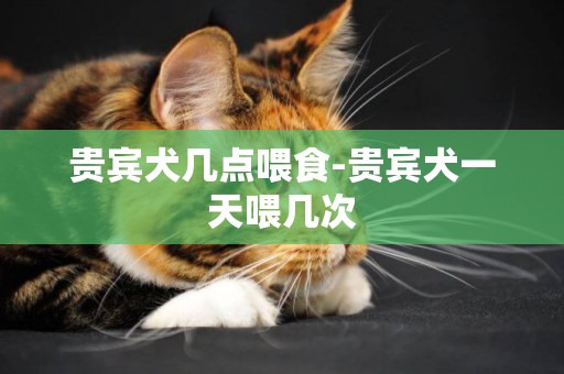 貴賓犬幾點喂食-貴賓犬一天喂幾次