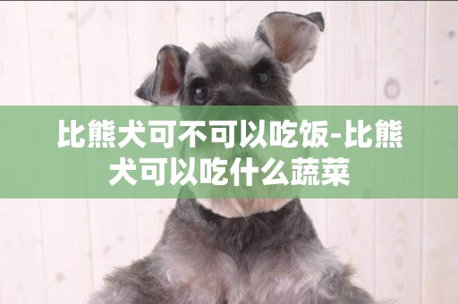 比熊犬可不可以吃飯-比熊犬可以吃什么蔬菜
