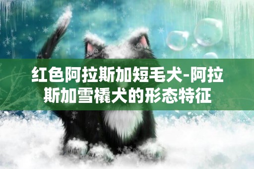 紅色阿拉斯加短毛犬-阿拉斯加雪橇犬的形態特征