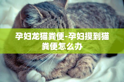 孕婦龍貓糞便-孕婦摸到貓糞便怎么辦