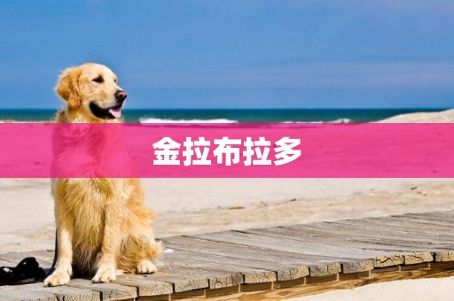金拉布拉多