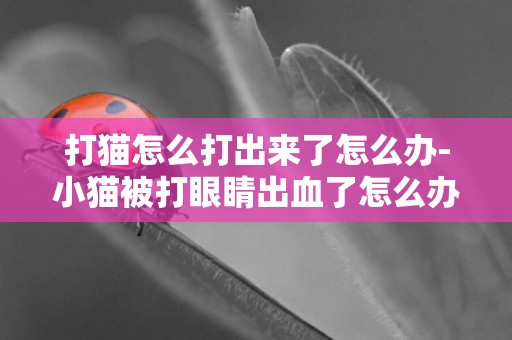 打貓怎么打出來了怎么辦-小貓被打眼睛出血了怎么辦