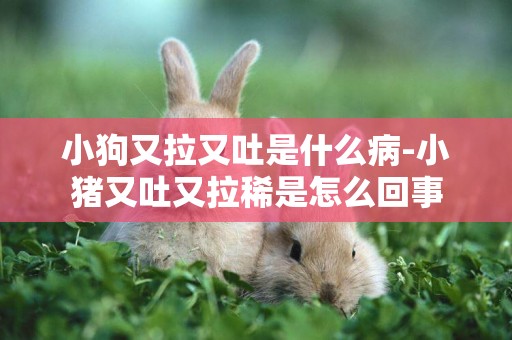 小狗又拉又吐是什么病-小豬又吐又拉稀是怎么回事