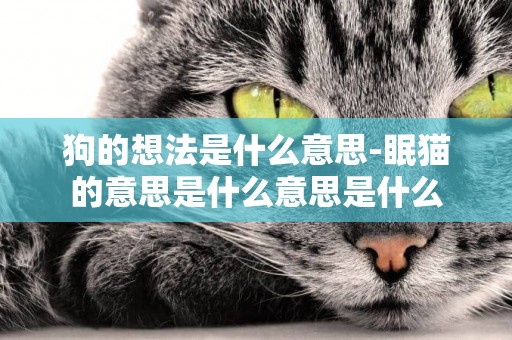 狗的想法是什么意思-眠貓的意思是什么意思是什么