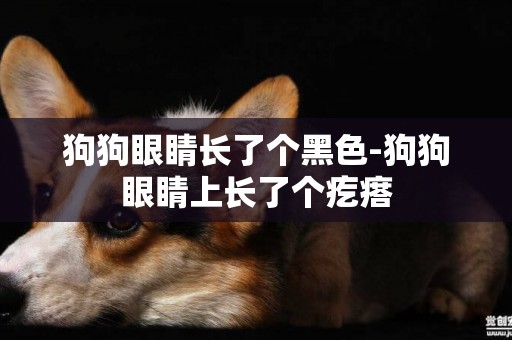 狗狗眼睛長了個黑色-狗狗眼睛上長了個疙瘩