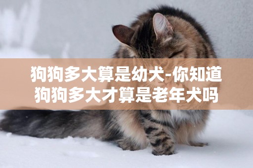 狗狗多大算是幼犬-你知道狗狗多大才算是老年犬嗎