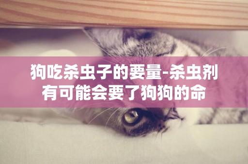 狗吃殺蟲子的要量-殺蟲劑有可能會要了狗狗的命