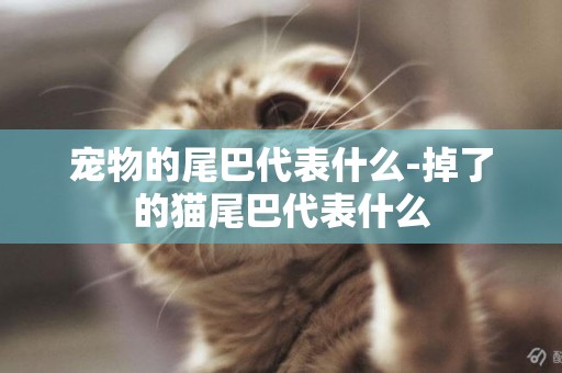 寵物的尾巴代表什么-掉了的貓尾巴代表什么