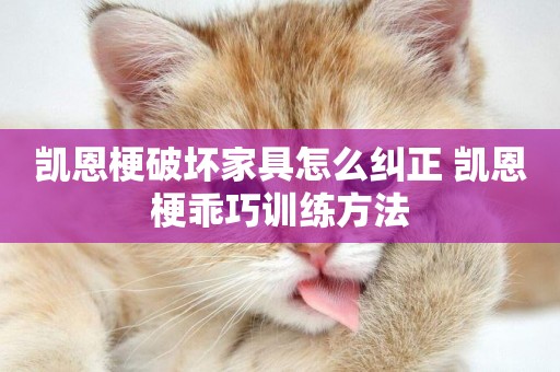 凱恩梗破壞家具怎么糾正 凱恩梗乖巧訓練方法