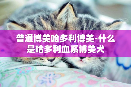 普通博美哈多利博美-什么是哈多利血系博美犬