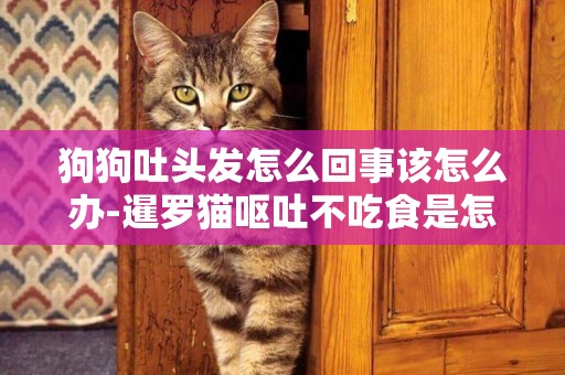 狗狗吐頭發怎么回事該怎么辦-暹羅貓嘔吐不吃食是怎么回事
