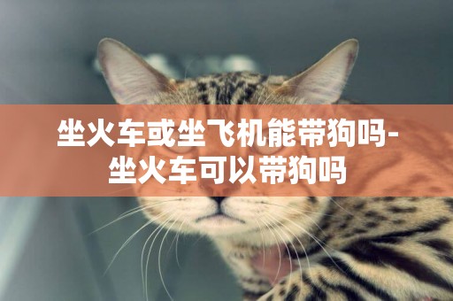 坐火車或坐飛機能帶狗嗎-坐火車可以帶狗嗎