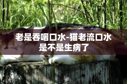 老是吞咽口水-貓老流口水是不是生病了
